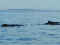 17145RoCrReLeSh - Whale watching, Victoria-1.JPG